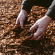 Hands of male gardener holding wood chips mulch closeup.  - PhotoDune Item for Sale