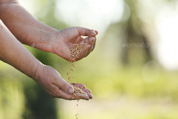 women's hands pour wheat grains through their fingers. Spring harvest from the fields. Close-up.
