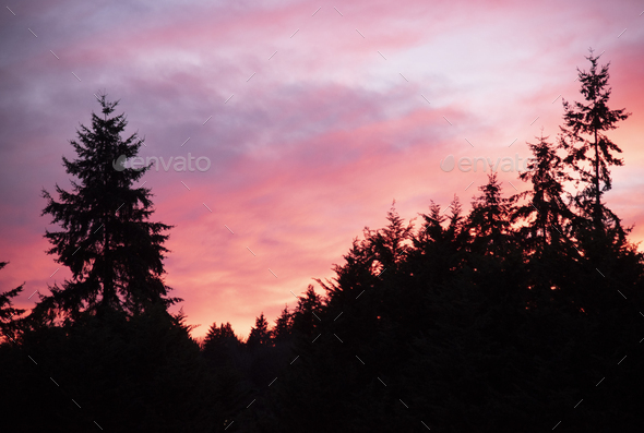 Sunset over silhouetted tree tops - Stock Photo - Images