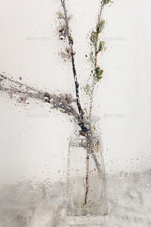 Cherry blooming branch in vase behind glass with water drops - Stock Photo - Images
