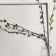 Cherry blooming branch in vase behind glass with water drops - PhotoDune Item for Sale