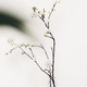 Blooming cherry branch on rustic wooden background against white wall - PhotoDune Item for Sale
