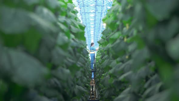 One Person Works with Cucumbers in Big Greenhouse. alt
