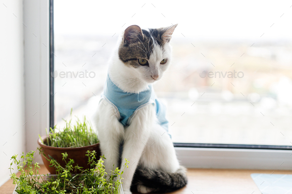 Cute cat after spaying sitting at window with grass - Stock Photo - Images