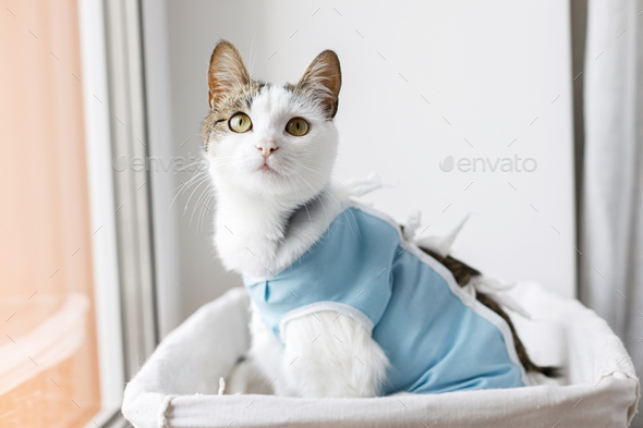 Adorable cat portrait in special suit bandage recovering after spaying  - Stock Photo - Images