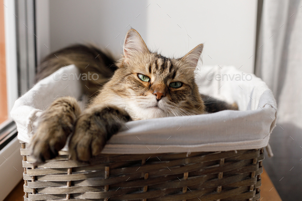 Adorable cat sitting in basket in warm sunshine - Stock Photo - Images