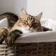 Adorable cat sitting in basket in warm sunshine - PhotoDune Item for Sale