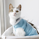 Adorable cat portrait in special suit bandage recovering after spaying  - PhotoDune Item for Sale