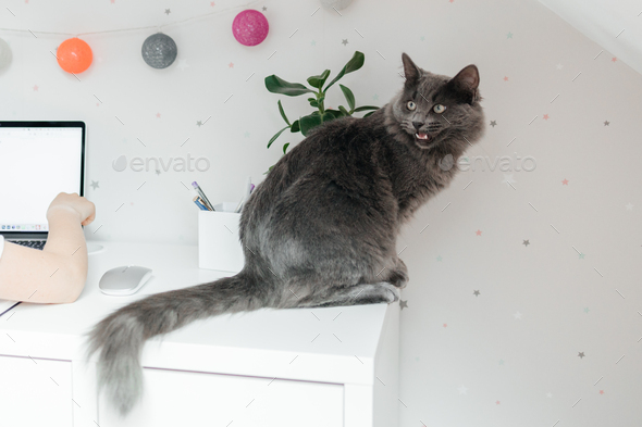 Charming gray cat sits on a white table in a child's room. Funny pets. - Stock Photo - Images