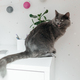Charming gray cat sits on a white table in a child&#39;s room. Funny pets. - PhotoDune Item for Sale