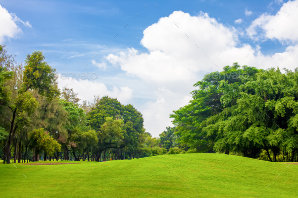 Trees and grass field with blue sky Stock Photo by Kundoy | PhotoDune