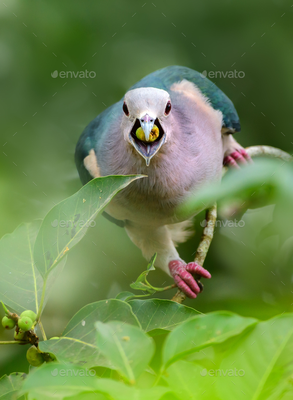 Hungry green imperial pigeon feeding on banyan fruits, open beaks, fruits in the mouth of the bird.