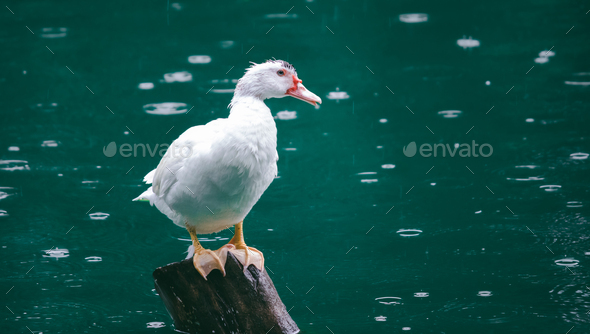 White duck keeps calm and peace in the rain, sitting in a pole middle of the pond, purity concept.