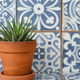 A zebra succulent plant on blue white Mediterranean Spanish Mexican tiles in background - PhotoDune Item for Sale