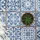 A zebra succulent plant on blue white Mediterranean Spanish Mexican tiles. flat lay background - PhotoDune Item for Sale