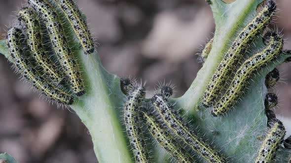 Lot of Caterpillars on Cabbage alt