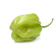 Single fresh green scorpion chili pepper on white background - PhotoDune Item for Sale