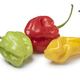 Fresh red, green and yellow scorpion chili peppers on white background - PhotoDune Item for Sale