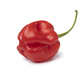 Single fresh red scorpion chili pepper on white background - PhotoDune Item for Sale