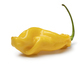 Single fresh yellow scorpion chili pepper on white background - PhotoDune Item for Sale