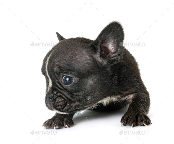 puppy french bulldog in studio - Stock Photo - Images