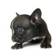 puppy french bulldog in studio - PhotoDune Item for Sale