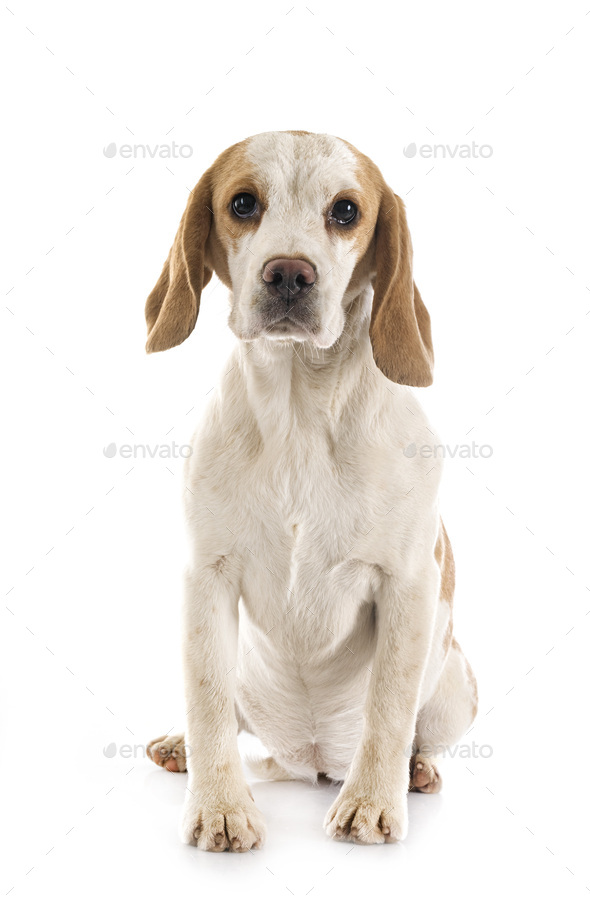 young beagle in studio - Stock Photo - Images