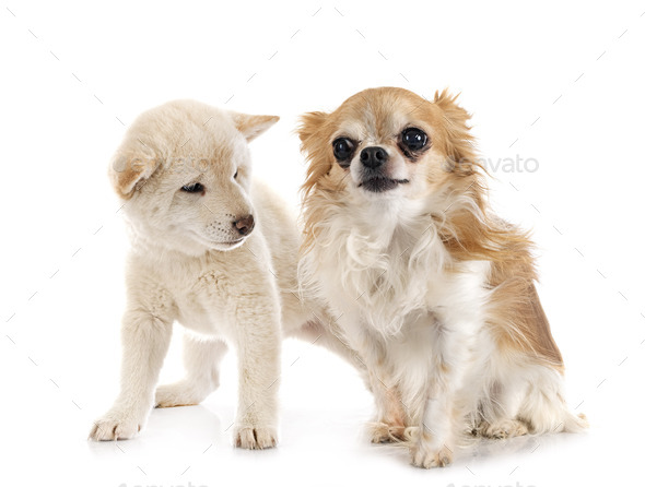 young shiba inu and chihuahua - Stock Photo - Images