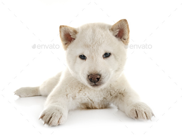 young shiba inu in studio - Stock Photo - Images