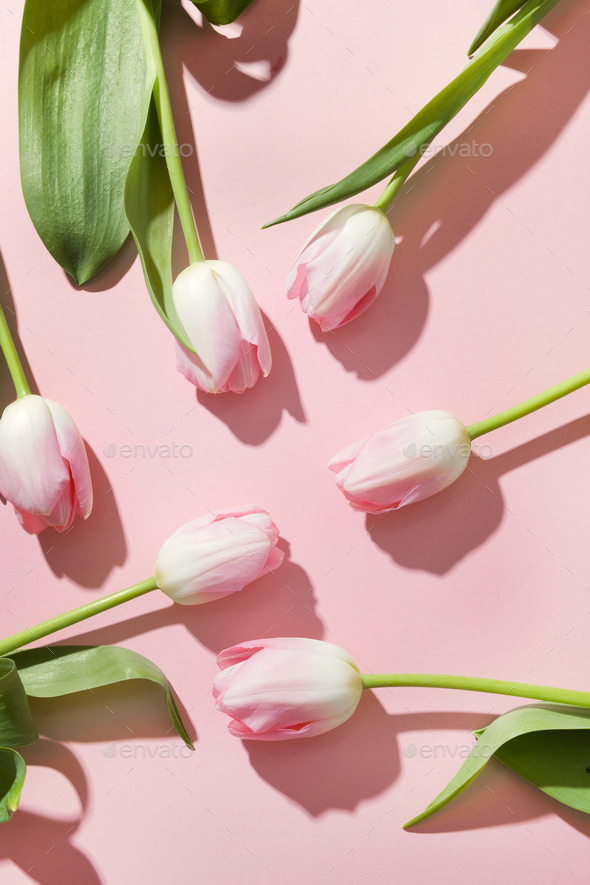 Easter frame of pink tulips on pastel pink.