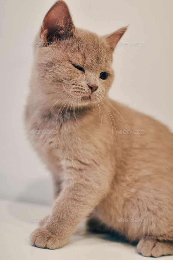 Portrait Of Cute Cat by Ozcan Malkocer