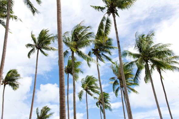 coconut palm trees - Stock Photo - Images