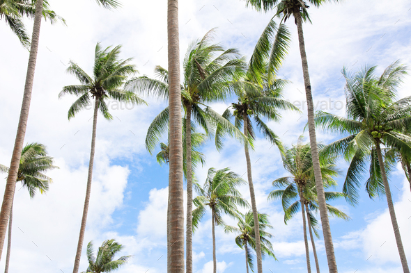 coconut palm trees - Stock Photo - Images