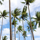 coconut palm trees - PhotoDune Item for Sale