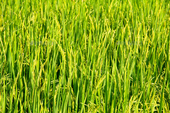 Close up image of Rice fields - Stock Photo - Images