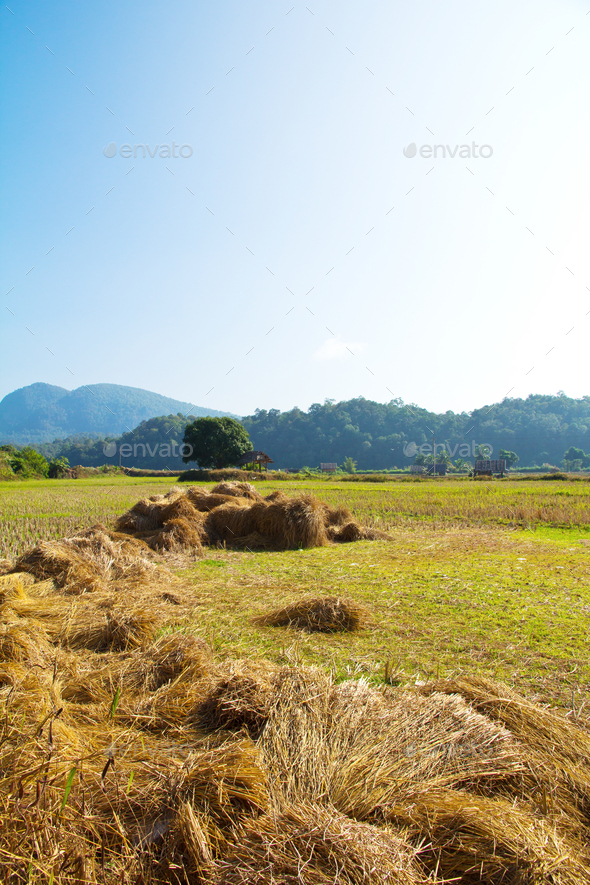 Traditional farming. - Stock Photo - Images