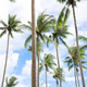 coconut palm trees - PhotoDune Item for Sale