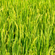 Close up image of Rice fields - PhotoDune Item for Sale