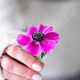 Woman is holding a single fuchsia anemone flower - PhotoDune Item for Sale