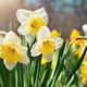 Spring yellow with white daffodils growing in a field or garden - PhotoDune Item for Sale