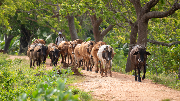 Cattleman and the livestock walking on the gravel road. A large herd of cows guided to the farm