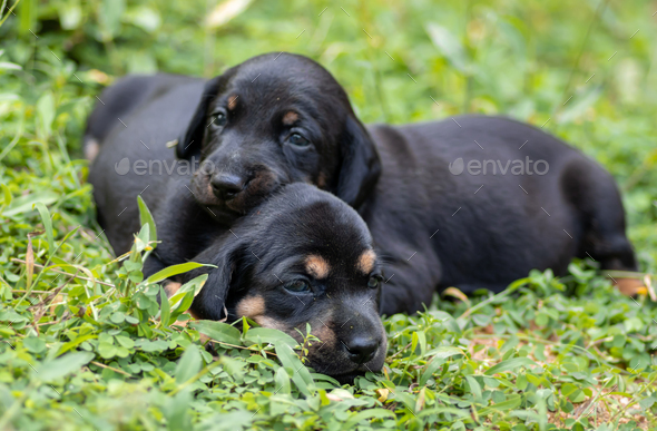 Beautiful dog breed of Dachshund puppies on a grass field, siblings love,