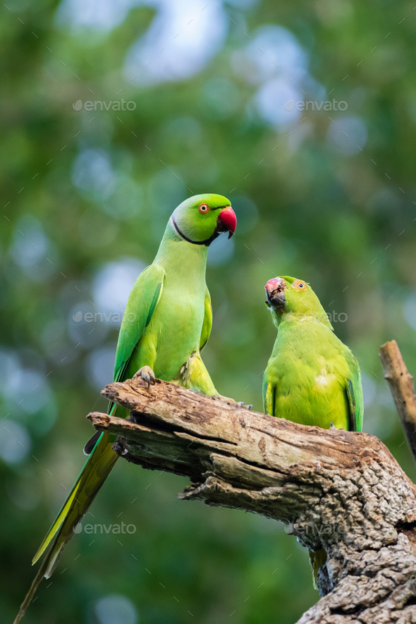 Rose-ringed parakeet male feeds the female as part of the courting ritual,