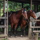 horses in a stable on a farm - PhotoDune Item for Sale