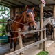 horses in a stable on a farm - PhotoDune Item for Sale