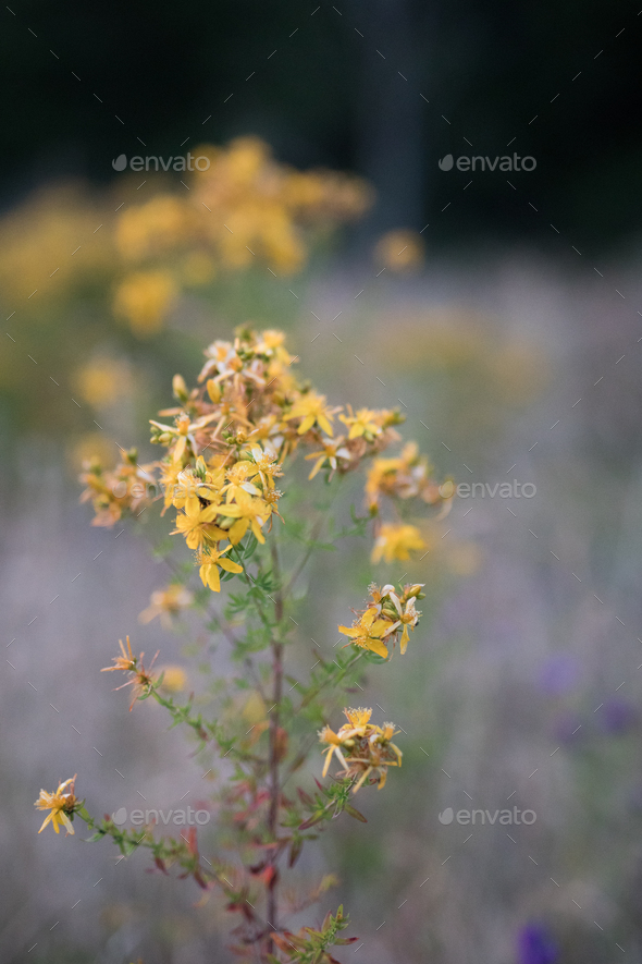 Wildflower - Stock Photo - Images