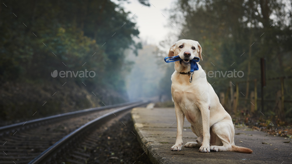 Lonely dog waiting on railroad platform - Stock Photo - Images