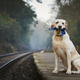 Lonely dog waiting on railroad platform - PhotoDune Item for Sale