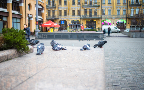 feral pigeons, common grey city dove. Urban pigeons up close, city fauna up close, nobody, side view