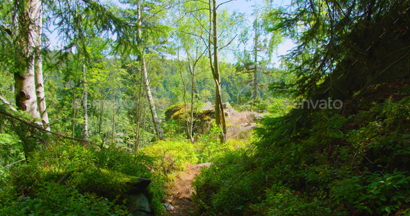 Narrow path in summer woodland forest. Sunny day. Green leaves of bushes. Light wind, fresh clean